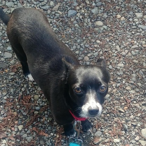 Flash Gordon, an adoptable Chihuahua Mix in Allyn, WA_image-1