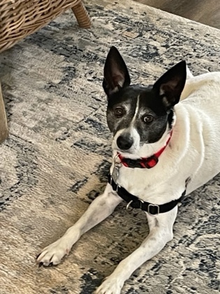 Scooter, an adoptable Rat Terrier Mix in Greensboro, GA_image-1