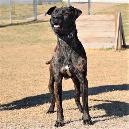 JR, an adoptable Pit Bull Terrier Mix in Dallas, TX_image-3
