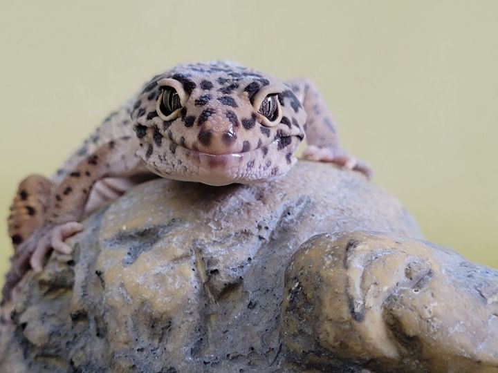 Mikey, an adoptable Gecko in Sheboygan Falls, WI_image-3