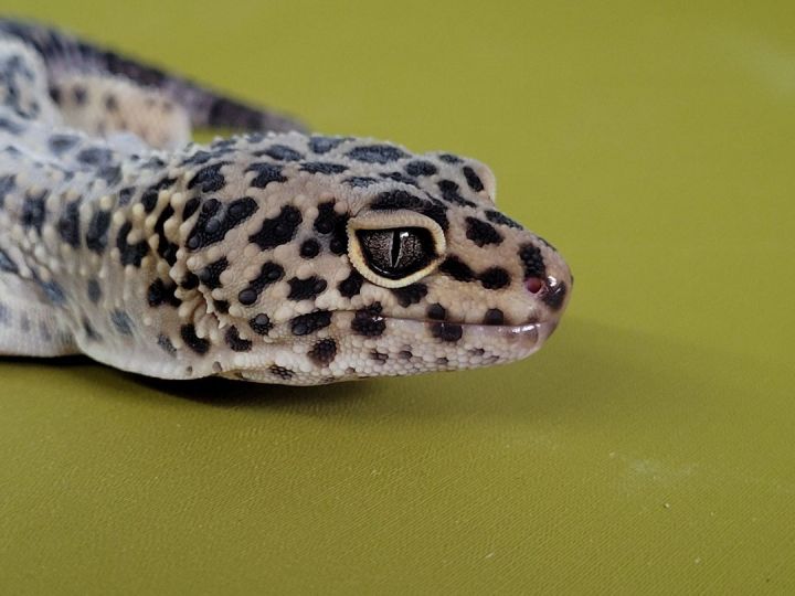 Mikey, an adoptable Gecko in Sheboygan Falls, WI_image-4