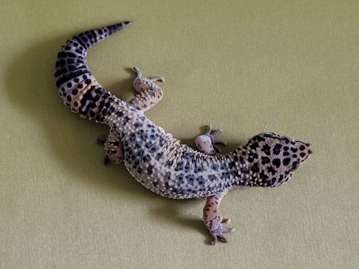 Mikey, an adoptable Gecko in Sheboygan Falls, WI_image-5