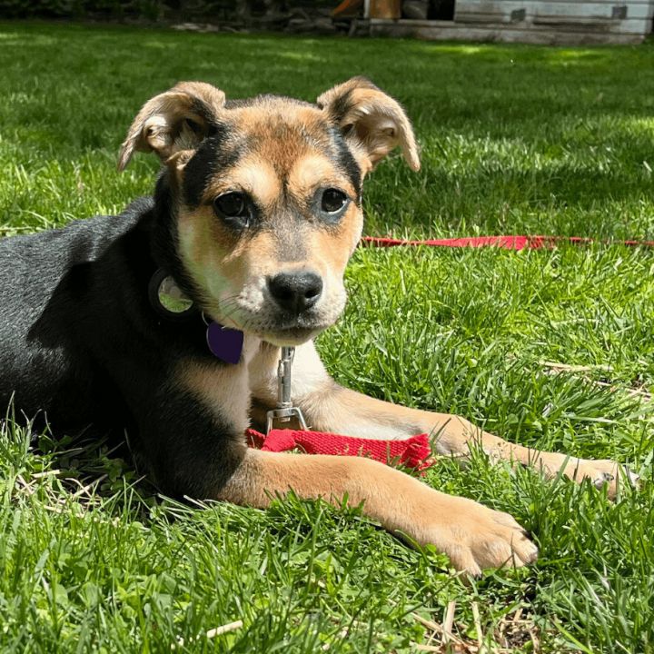 Siri, an adoptable Labrador Retriever & Hound Mix in Berkeley Heights, NJ_image-1