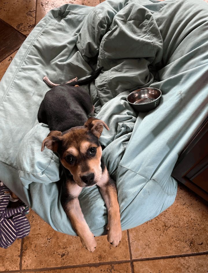 Siri, an adoptable Labrador Retriever & Hound Mix in Berkeley Heights, NJ_image-2