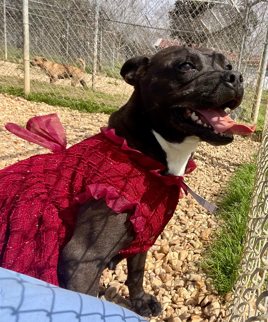 Greta, an adoptable English Bulldog, American Staffordshire Terrier in Tylertown, MS, 39667 | Photo Image 1