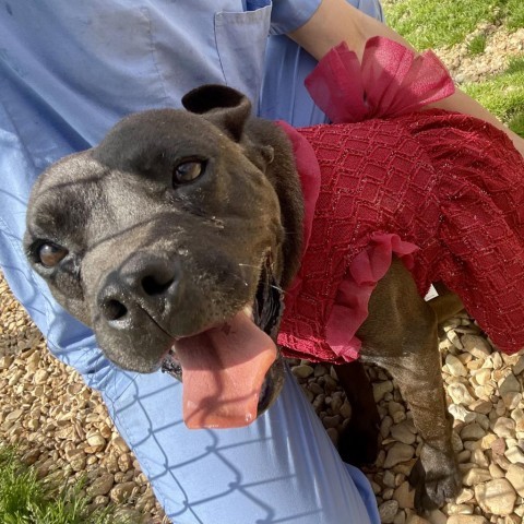 Greta, an adoptable English Bulldog, American Staffordshire Terrier in Tylertown, MS, 39667 | Photo Image 3