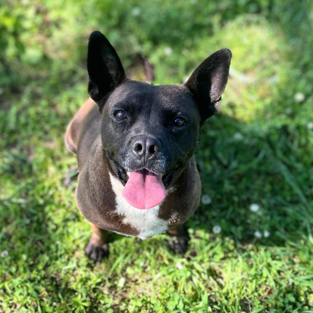 Greta, an adoptable English Bulldog, American Staffordshire Terrier in Tylertown, MS, 39667 | Photo Image 3