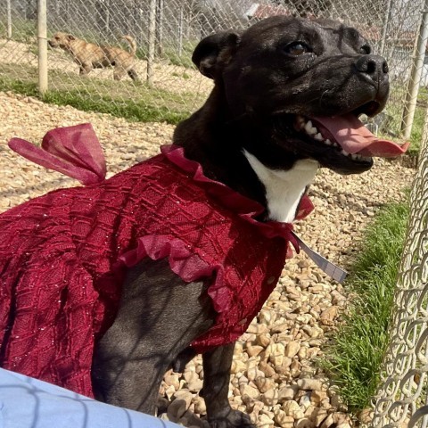 Greta, an adoptable English Bulldog, American Staffordshire Terrier in Tylertown, MS, 39667 | Photo Image 4