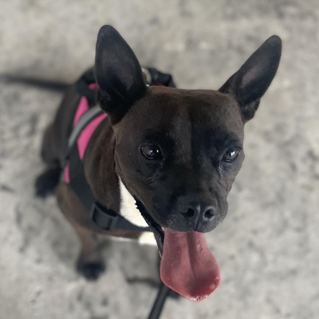 Greta, an adoptable English Bulldog, American Staffordshire Terrier in Tylertown, MS, 39667 | Photo Image 4