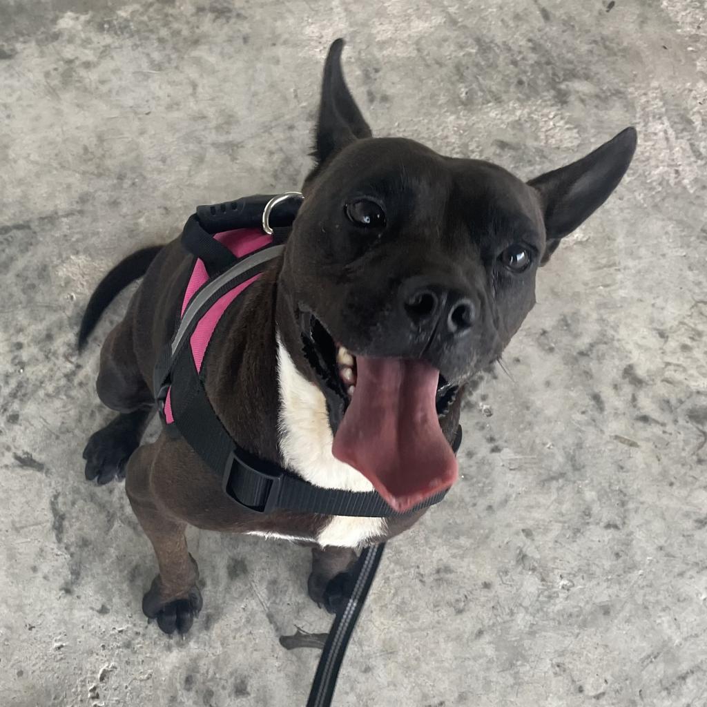 Greta, an adoptable English Bulldog, American Staffordshire Terrier in Tylertown, MS, 39667 | Photo Image 5