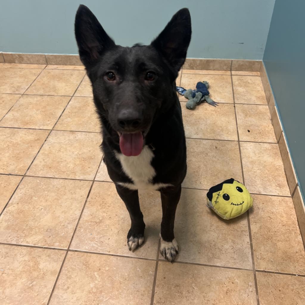 Boo, an adoptable Husky, Mixed Breed in Columbus, GA, 31907 | Photo Image 1