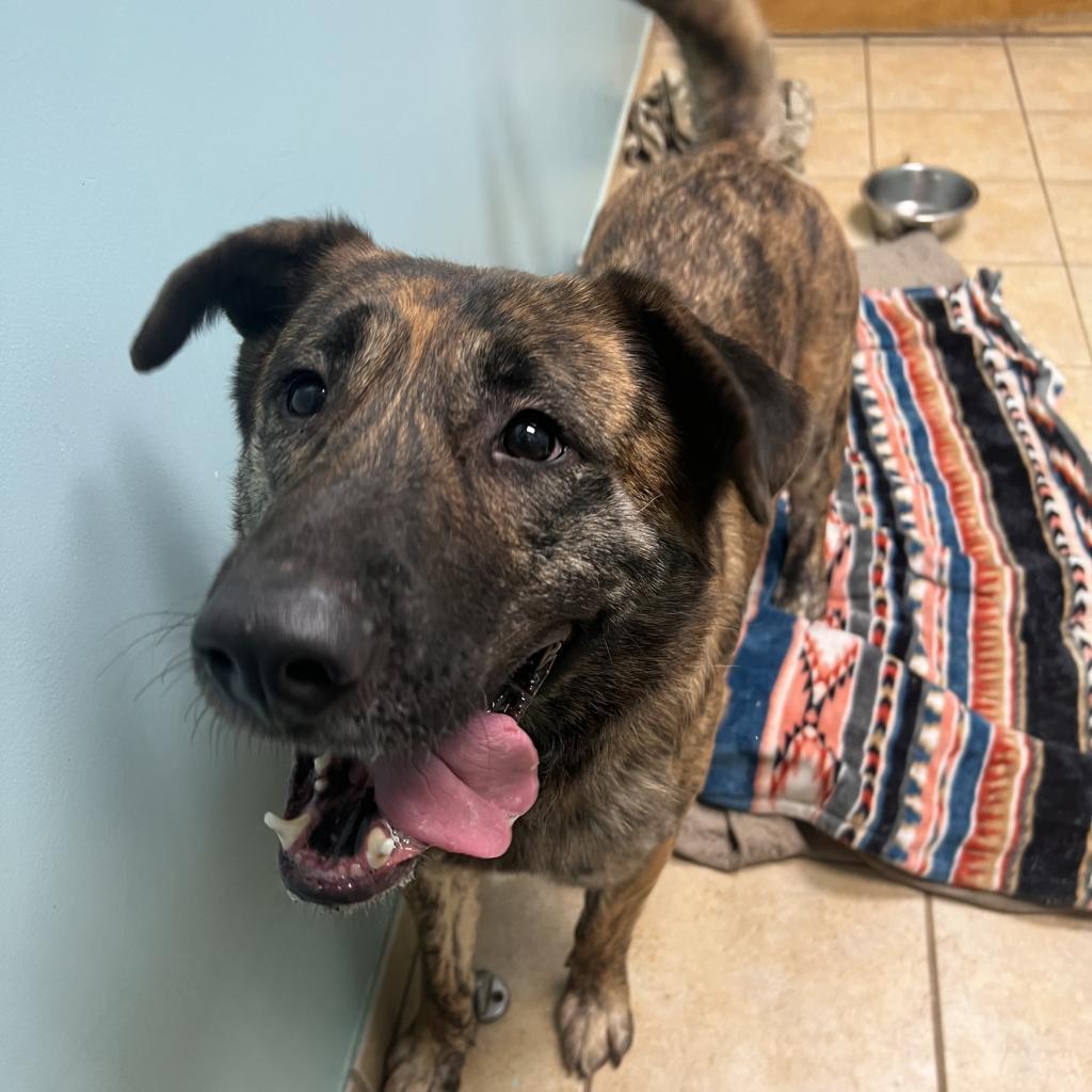 Sully, an adoptable Shepherd, Mixed Breed in Columbus, GA, 31907 | Photo Image 1