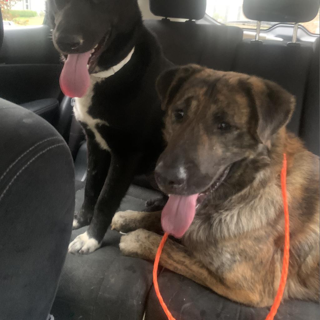 Sully, an adoptable Shepherd, Mixed Breed in Columbus, GA, 31907 | Photo Image 3