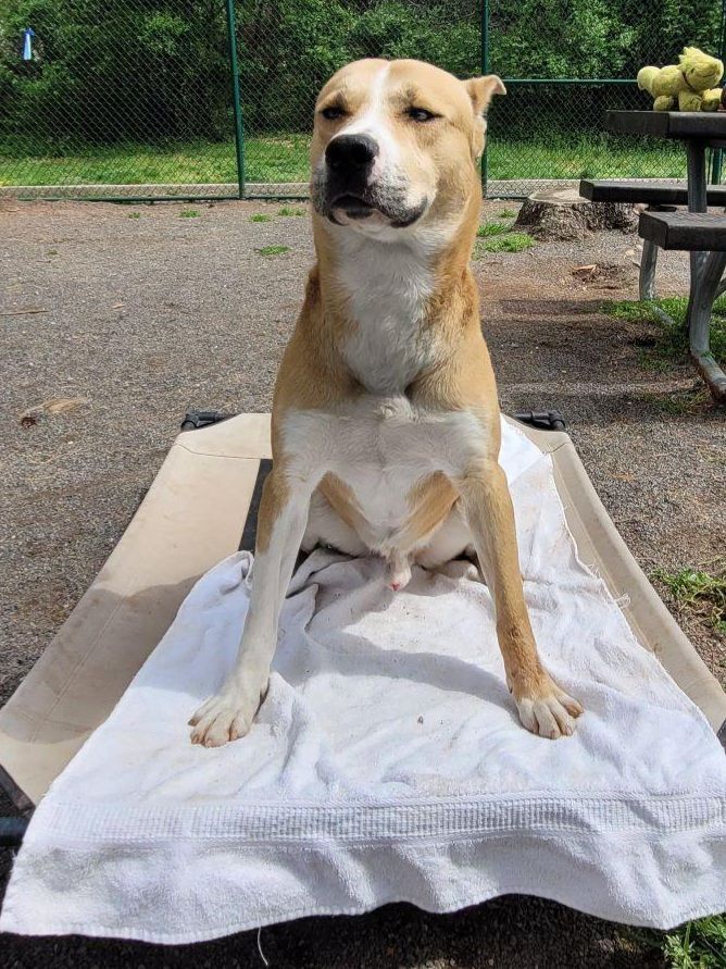 ROBERTO - Energetic & Fun loving, an adoptable Husky & German Shepherd Dog Mix in Edison, NJ_image-2