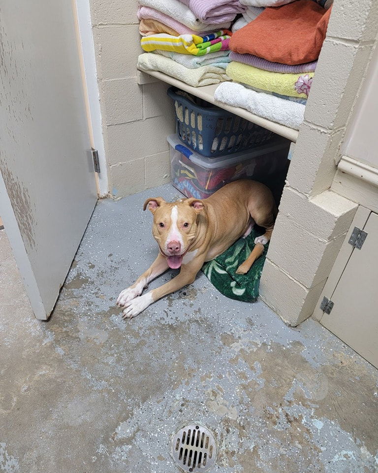 Archer, an adoptable Labrador Retriever, American Staffordshire Terrier in Orangeburg, SC, 29118 | Photo Image 1