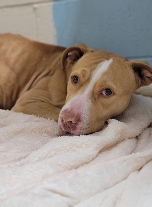 Archer, an adoptable Labrador Retriever, American Staffordshire Terrier in Orangeburg, SC, 29118 | Photo Image 2