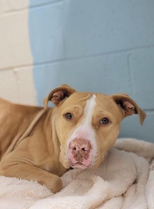 Archer, an adoptable Labrador Retriever, American Staffordshire Terrier in Orangeburg, SC, 29118 | Photo Image 3