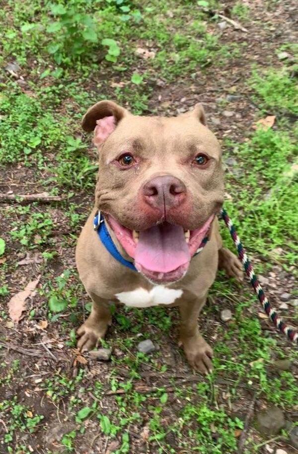 Zeus, an adoptable Pit Bull Terrier & American Bulldog Mix in Birdsboro, PA_image-2