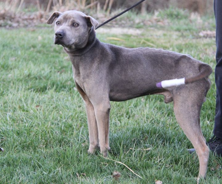 Zuma (Neutered) (Photos 3/9/2023) 1