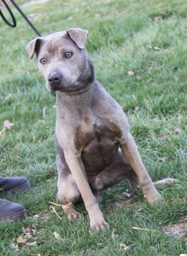 Zuma (Neutered) (Photos 3/9/2023), an adoptable Shar-Pei & Pit Bull Terrier Mix in Marietta, OH_image-2