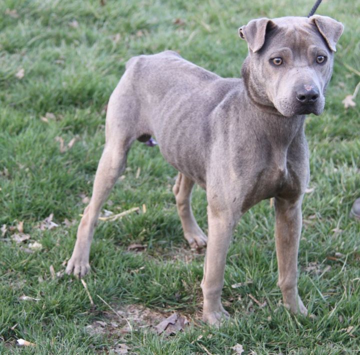 Zuma (Neutered) (Photos 3/9/2023), an adoptable Shar-Pei & Pit Bull Terrier Mix in Marietta, OH_image-3