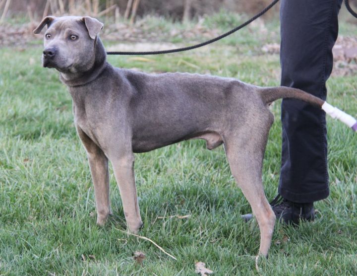 Zuma (Neutered) (Photos 3/9/2023) 5