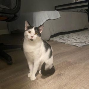 Freddie (must be adopted with Nube)