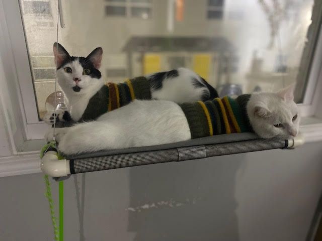 Nube (must be adopted with Freddie) 4