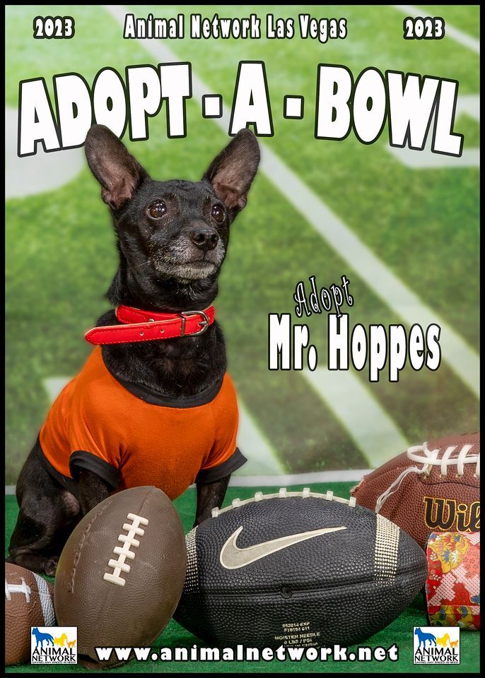 MR HOPS, an adoptable Chihuahua & Rat Terrier Mix in Las Vegas, NV_image-1