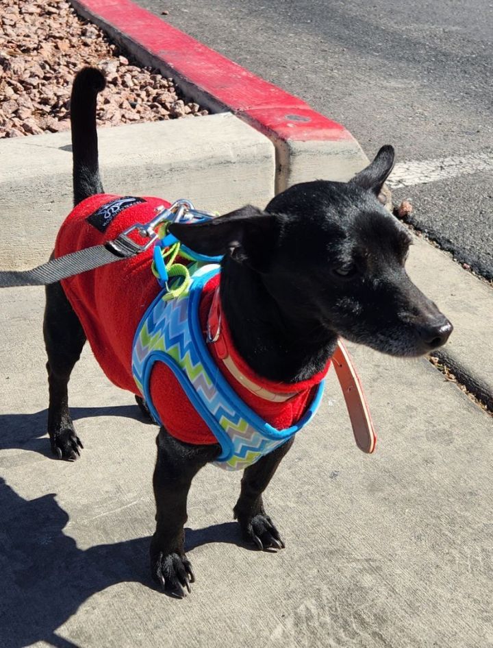 MR HOPS, an adoptable Chihuahua & Rat Terrier Mix in Las Vegas, NV_image-3