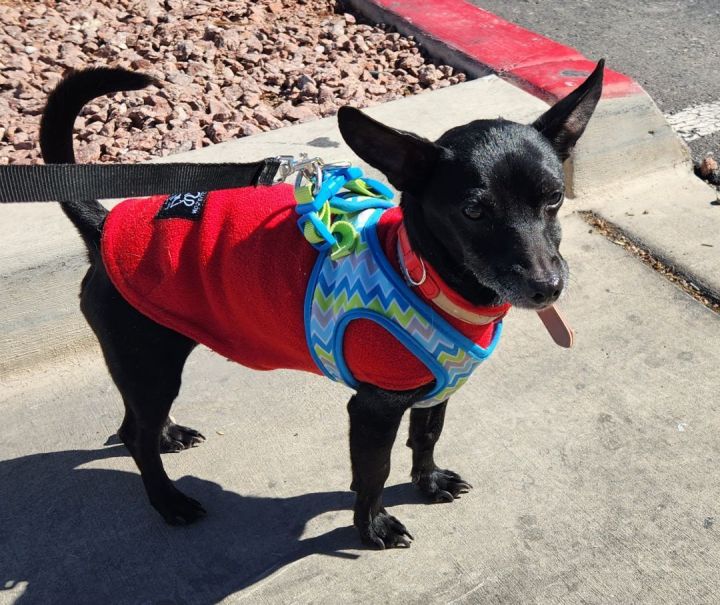 MR HOPS, an adoptable Chihuahua & Rat Terrier Mix in Las Vegas, NV_image-6