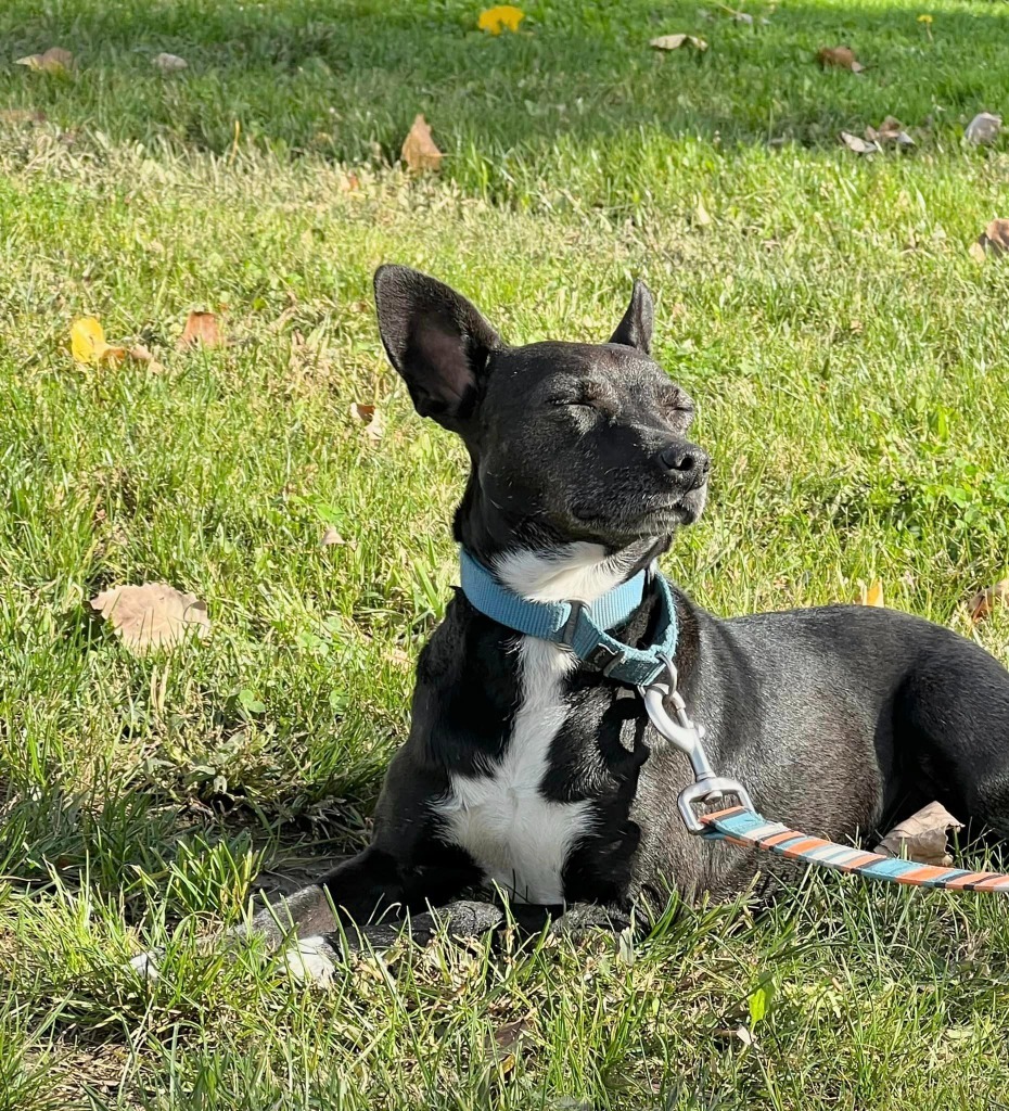 Rayna, an adoptable Chihuahua in Fond Du Lac, WI, 54935 | Photo Image 2