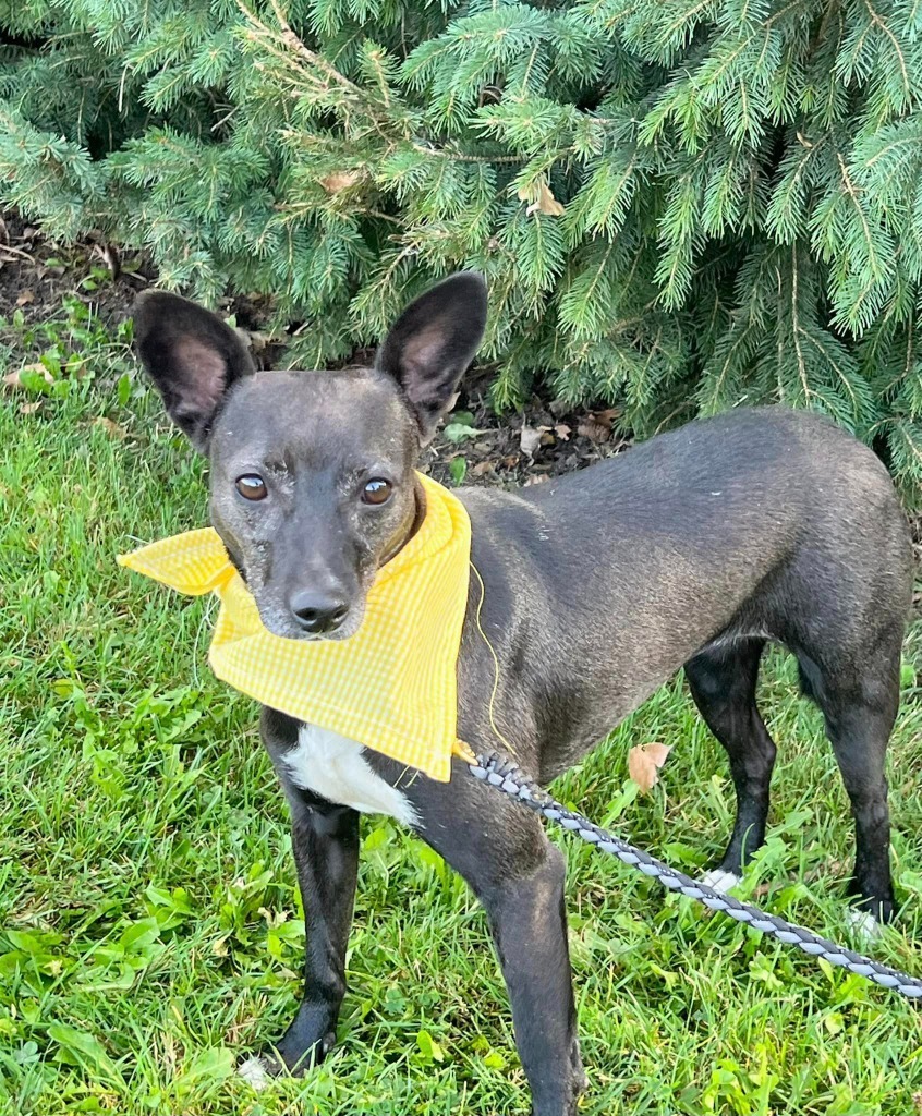 Rayna, an adoptable Chihuahua in Fond Du Lac, WI, 54935 | Photo Image 3