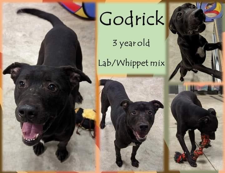 Godrick, an adoptable Black Labrador Retriever & Whippet Mix in LOWELL, IN_image-1