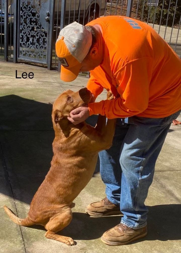 Lee, an adoptable Flat-Coated Retriever & American Staffordshire Terrier Mix in Woodruff, SC_image-5