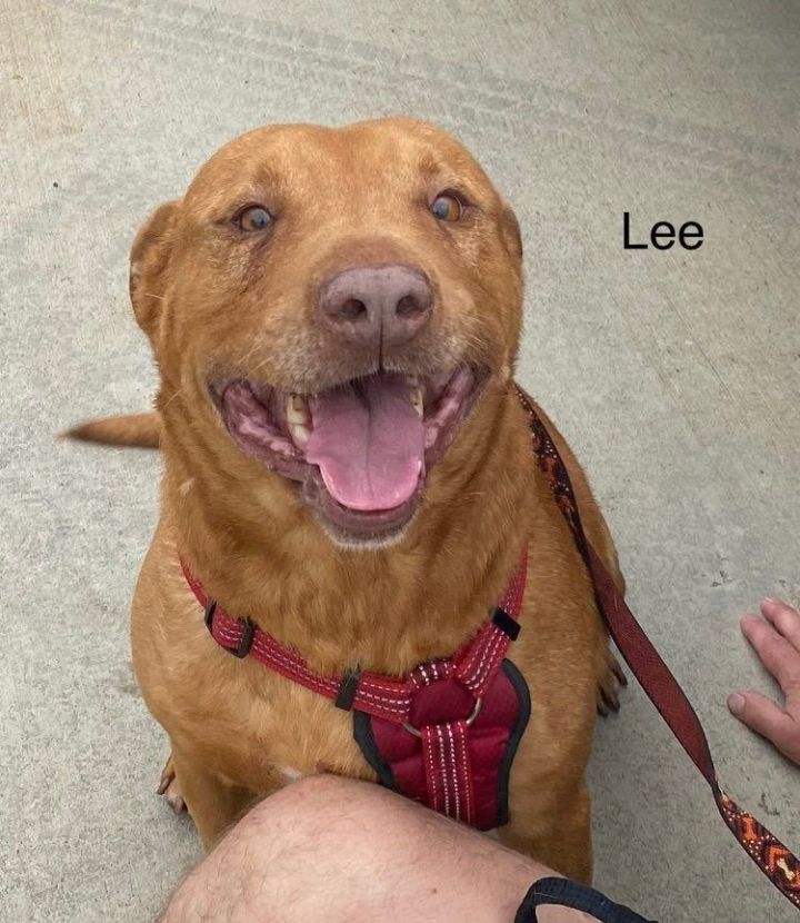 Lee, an adoptable Flat-Coated Retriever & American Staffordshire Terrier Mix in Woodruff, SC_image-1