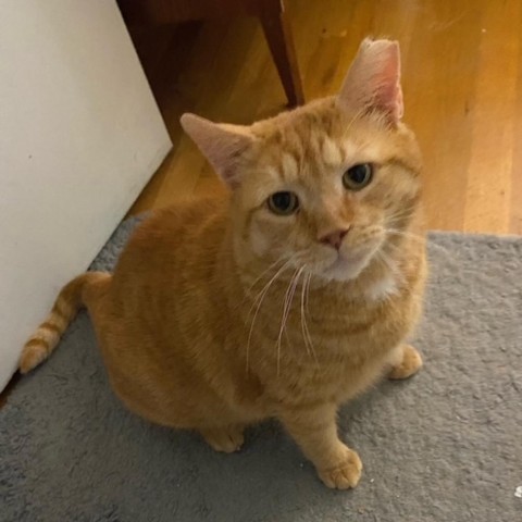 Chubbs McKenzie Hyattsville 1
