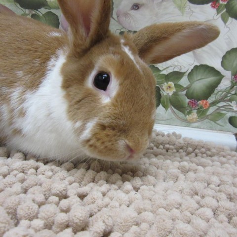 Aster, an adoptable Bunny Rabbit in Newport, PA_image-1