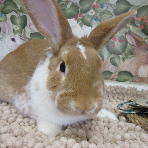 Aster, an adoptable Bunny Rabbit in Newport, PA_image-2