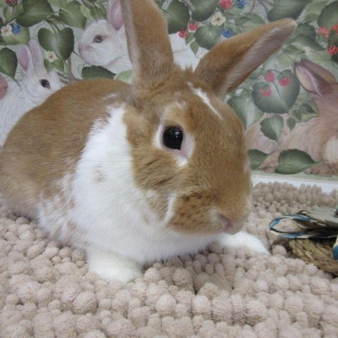 Aster, an adoptable Bunny Rabbit in Newport, PA_image-3