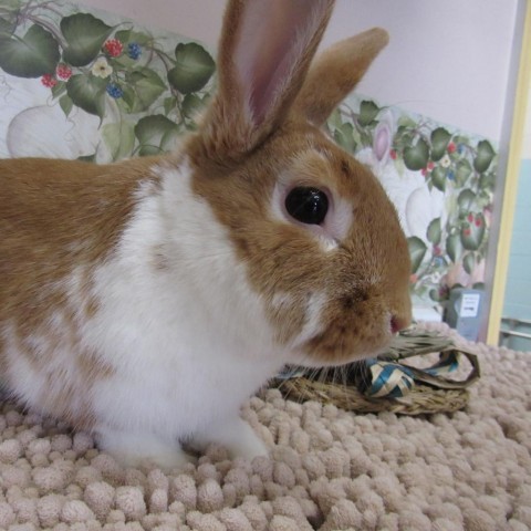 Aster, an adoptable Bunny Rabbit in Newport, PA_image-5