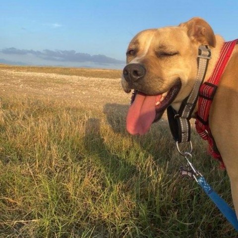 Bailey, an adoptable Pit Bull Terrier & Boxer Mix in San Antonio, TX_image-3