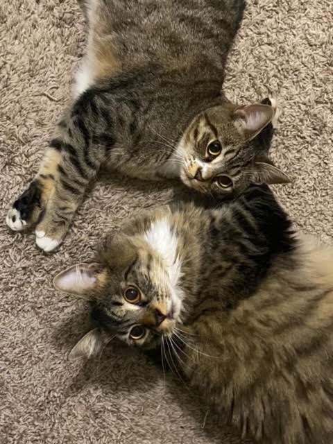 Augusta (must be adopted with Athena) 2
