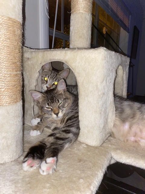 Augusta (must be adopted with Athena) 3