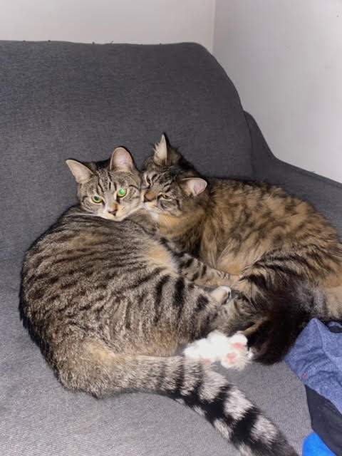 Augusta (must be adopted with Athena) 4