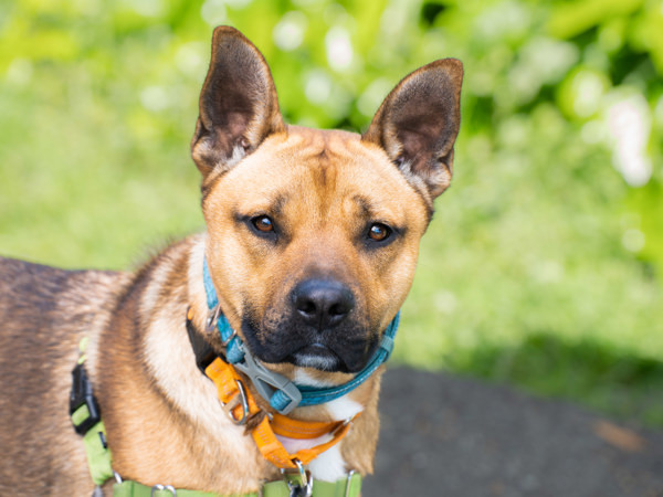Freddy, an adoptable German Shepherd Dog Mix in Vallejo, CA_image-2