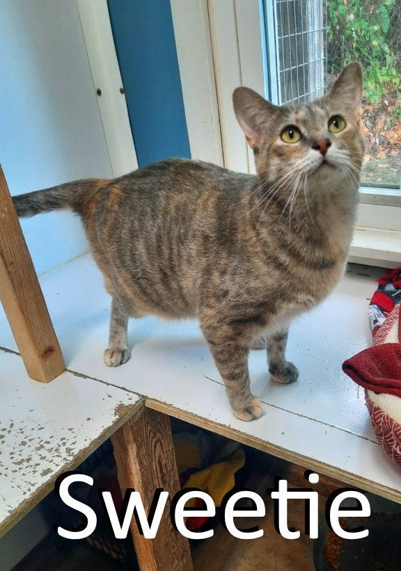 Sweetie, an adoptable Dilute Tortoiseshell, Dilute Calico in Mountain View, AR, 72560 | Photo Image 1