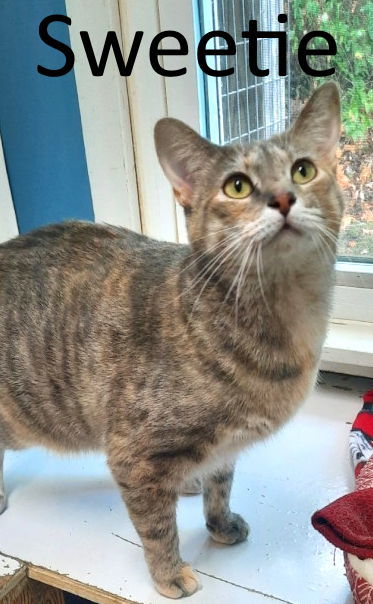 Sweetie, an adoptable Dilute Tortoiseshell, Dilute Calico in Mountain View, AR, 72560 | Photo Image 1