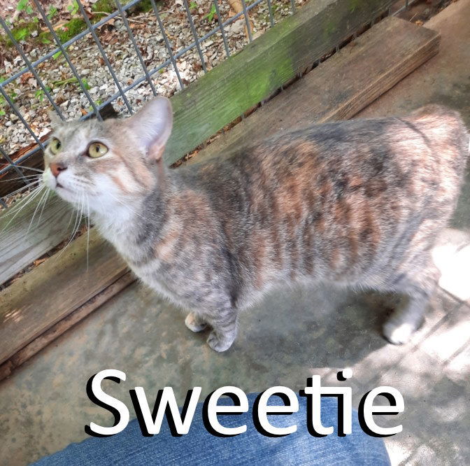 Sweetie, an adoptable Dilute Tortoiseshell, Dilute Calico in Mountain View, AR, 72560 | Photo Image 2