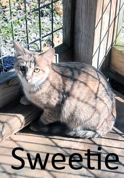 Sweetie, an adoptable Dilute Calico, Domestic Short Hair in Mountain View, AR, 72560 | Photo Image 3